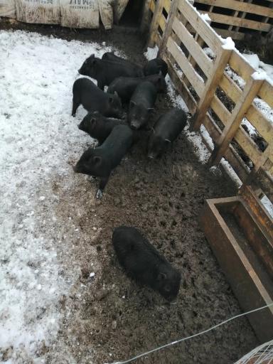 Продажа животных с фермы