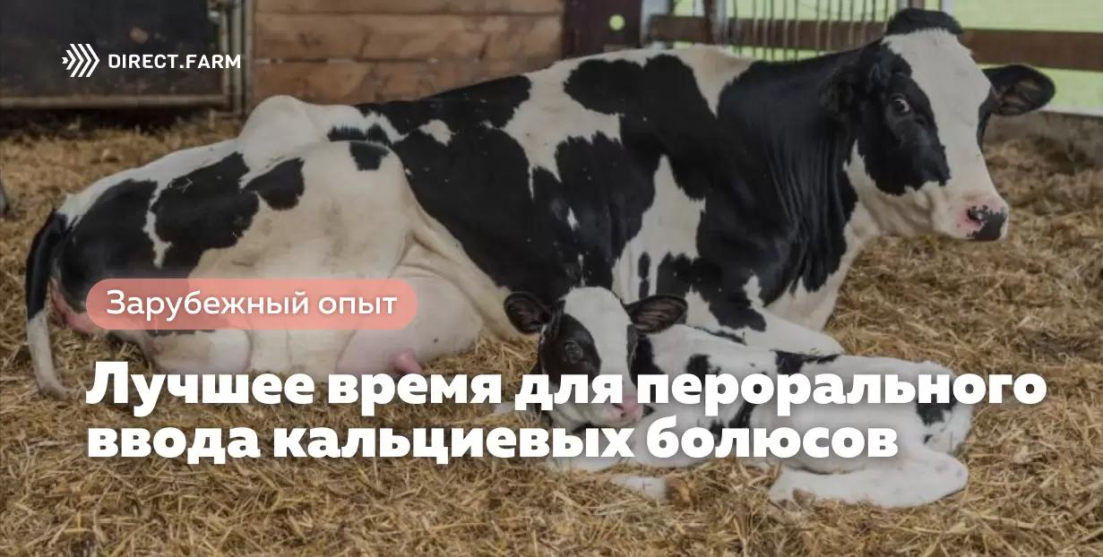 Лучшее время для перорального ввода кальциевых болюсов