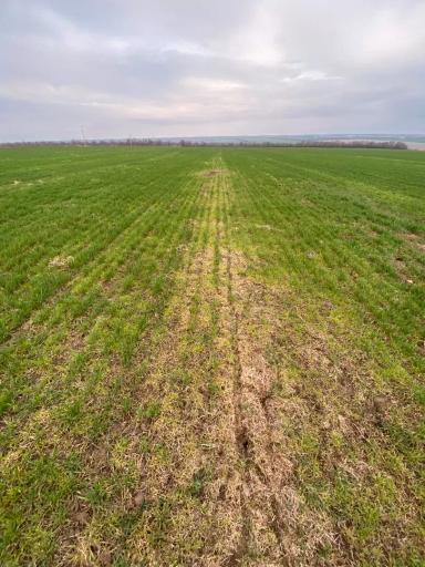 Эффективность осенней обработки посевов озимой пшеницы гербицидом Паллас КА