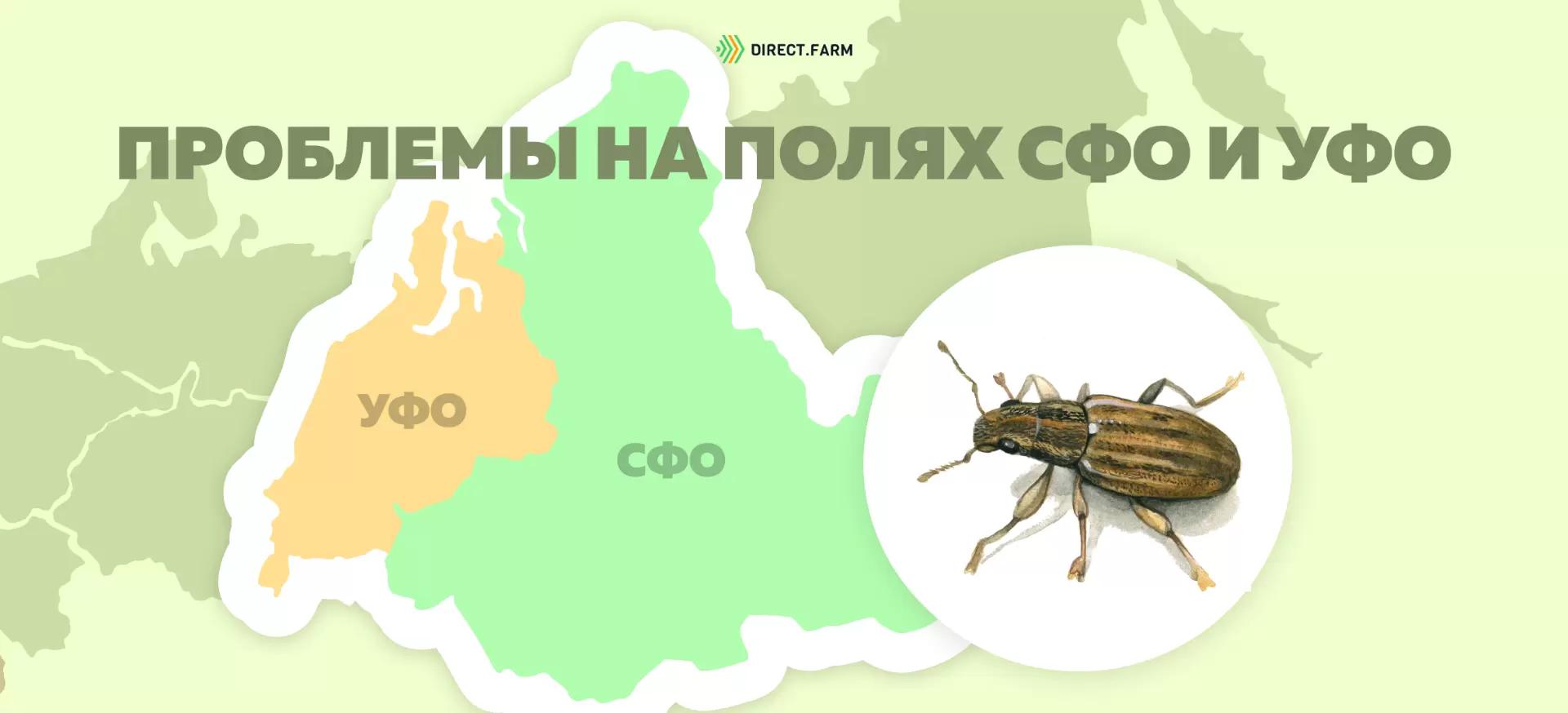 Угроза: Клубеньковый долгоносик