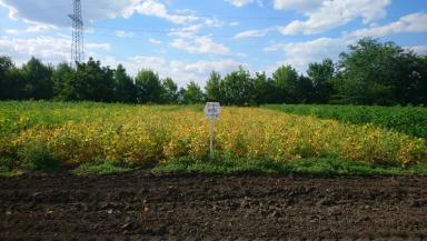 Вита  сорт сои