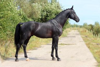 Тракененская порода лошадей