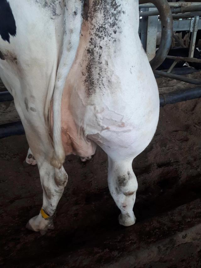 Что с конечностью у коровы?