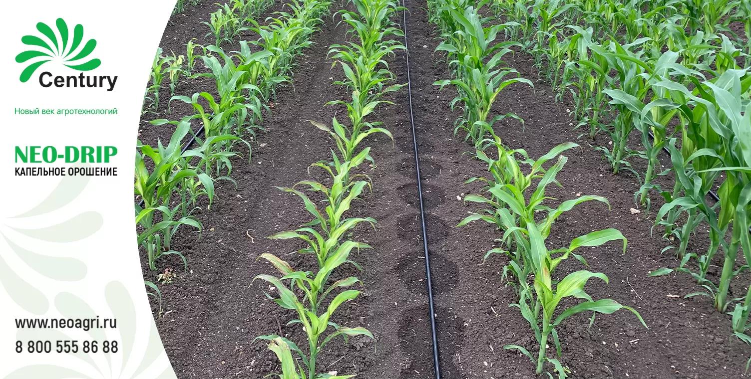Капельный полив кукурузы в Краснодарском крае🌽