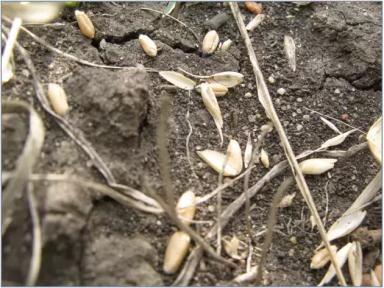 Наиболее устойчивые к осыпанию сорта озимой пшеницы