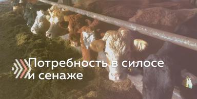 Как рассчитать потребность поголовья в силосе и сенаже?