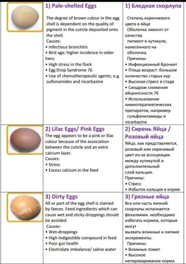 Дефекты яйца и их причины