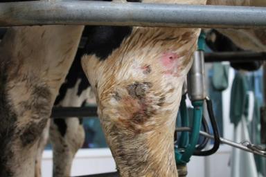 Предплюсневый асептический бурсит, целлюлит КРС