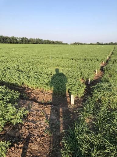 УСОВЕРШЕНСТВОВАННЫЕ ЭЛЕМЕНТЫ ТЕХНОЛОГИИ ВОЗДЕЛЫВАНИЯ НУТА ДЛЯ УСЛОВИЙ СУХОСТЕПИ