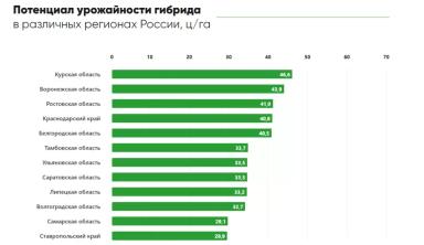 П 62 ЛЕ 122 -  гибрид подсолнечника Пионер