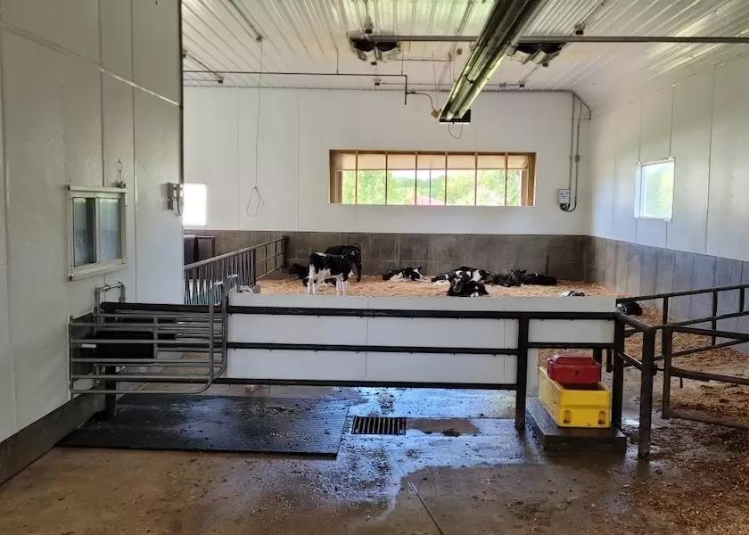 Может ли автоматическая станция выпойки помочь обнаружить болезни телят?