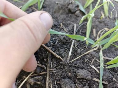 Что с ячменем ?