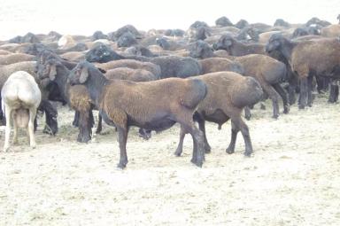 Ордабасинская порода овец