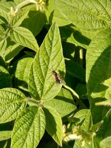 АГРОМОНИТОРИНГ.