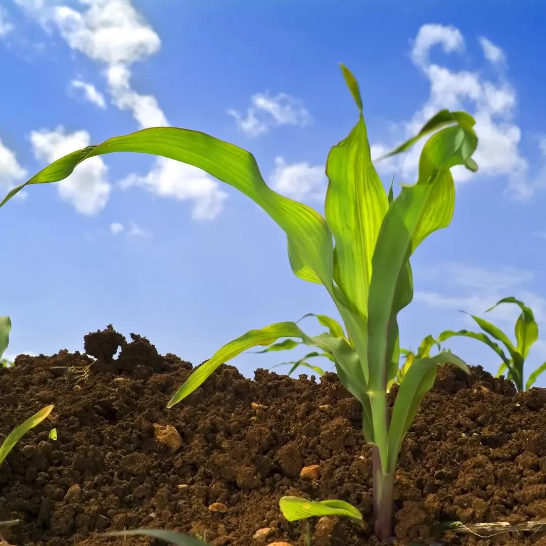 Расширена регистрация гербицида Хакер® 300