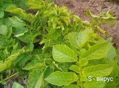 Вирусные заболевания картофеля