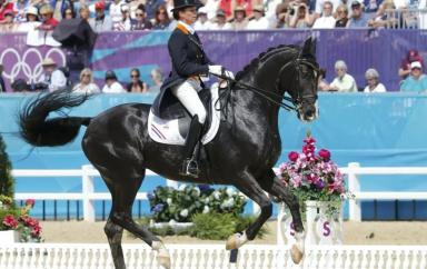 Ганноверская порода лошадей