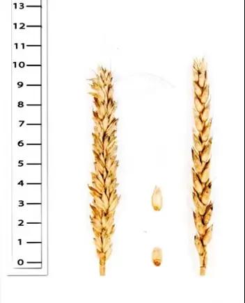 Дуплет сорт мягкой озимой пшеницы