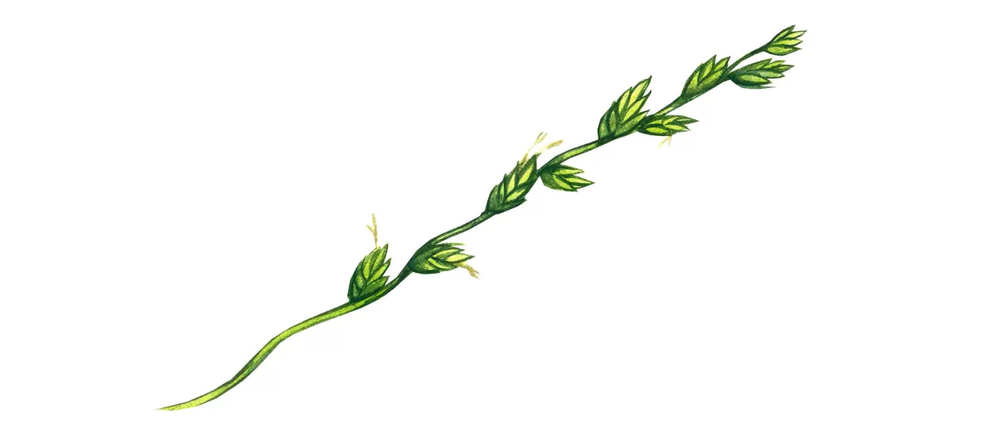 Плевел льняной (плевел расставленный)