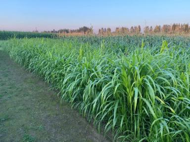 Новые культуры – сорго, сорго-суданка и африканское просо