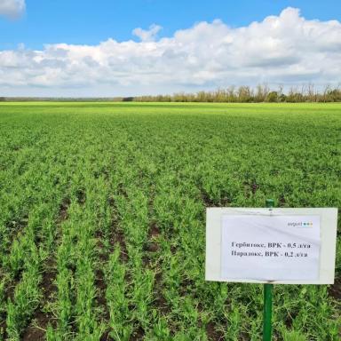 Вести с полей. Ставропольский край