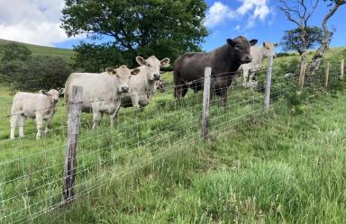 Порода коров – Мюррей Грей