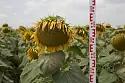 Ника- гибрид подсолнечника ( Helianthus annuus L.). Среднеспелый. Заразихоустойчивый.