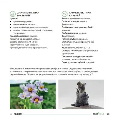 Индиго