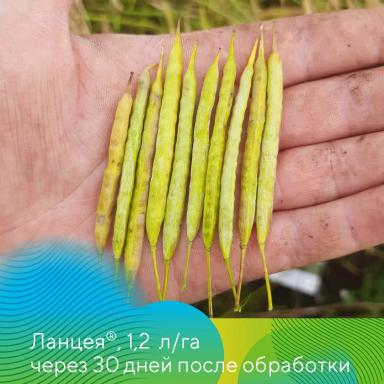 Подсолнечник и рапс под надежной защитой