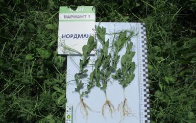 ДЕМООПЫТЫ – ЭТО ВАЖНО И НУЖНО!