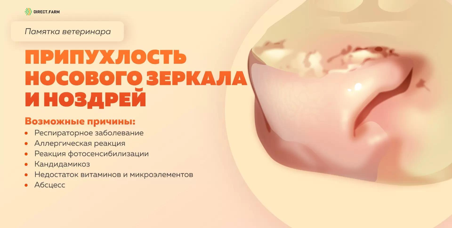 Памятка ветеринара: припухлость носового зеркала и ноздрей у коров