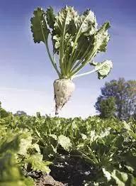 Брандон - гибрид свеклы сахарной (Beta vulgaris L. ssp. vulgaris var. saccharifera Alef.).