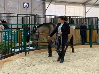 Вятская порода лошадей