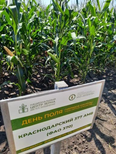 Краснодарский 377 АМВ