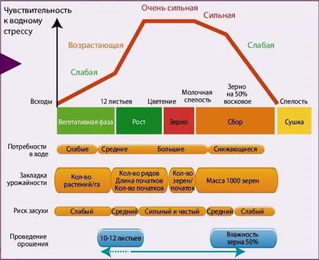 Водный стресс кукурузы