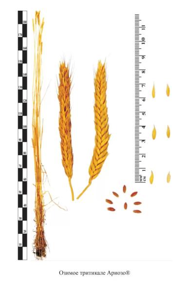 Ариозо сорт озимой тритикале