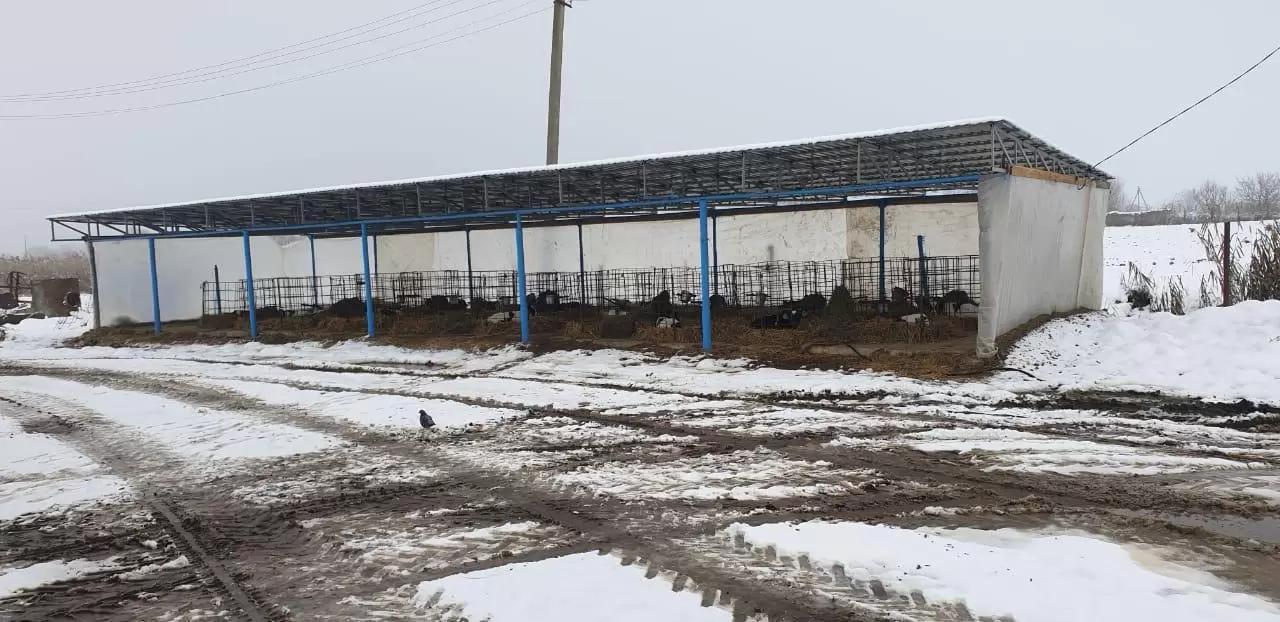 Содержание телят в бюджетных индивидуальных клетках