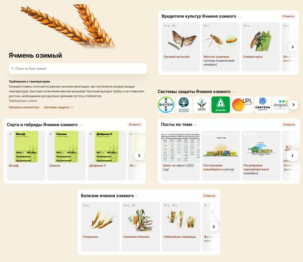 Озимый ячмень: сорта, болезни, вредители, технологии