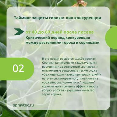 Послевсходовые гербициды: как потушить гербицидный стресс и сохранить горох