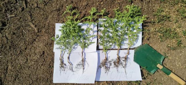 Фуролан  практика