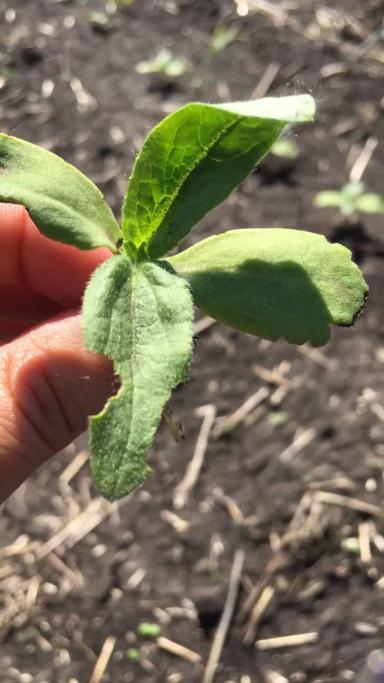 Вопросы из чатов: что вредит подсолнечнику?