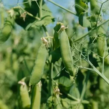 Тренди горох