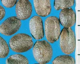 Сурепка обыкновенная