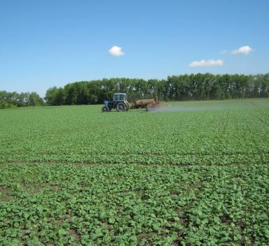 Эксперимент. Севооборот с яровым рапсом в Западной