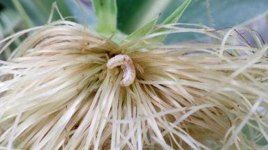 Агромониторинг 