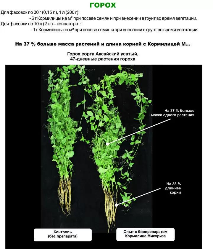 Роль микоризы в сельском хозяйстве