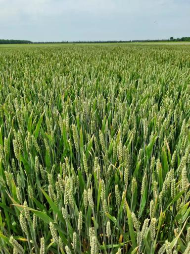 Агрофак 100 сорт мягкой озимой пшеницы