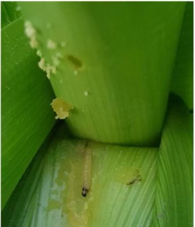 Внимание угроза! Стеблевой кукурузный мотылек