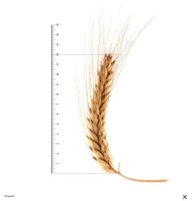 Корнет сорт озимой тритикале