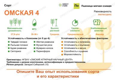 Омская 4 сорт мягкой озимой пшеницы